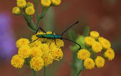 Hypocrites claviger claviger