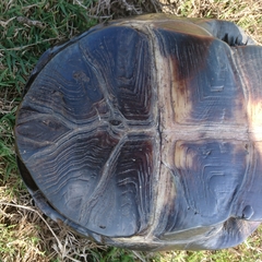 Pelusios rhodesianus