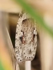 Agonopterix ocellana