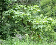 Sterculia urens