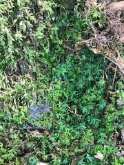 Plagiomnium undulatum