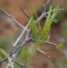 Gymnosporia linearis linearis
