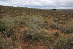 Gymnosporia linearis linearis