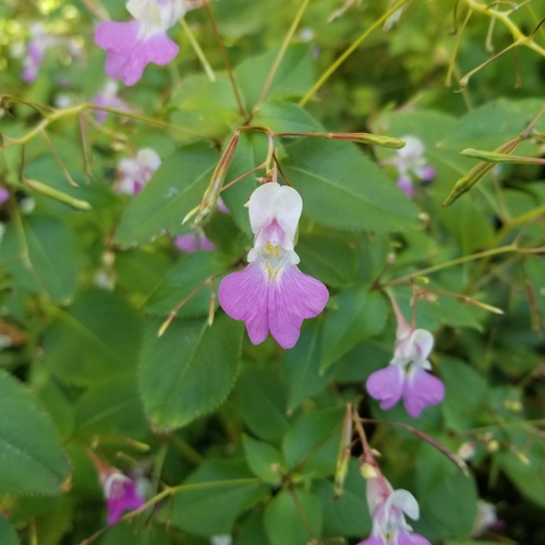 Impatiens balfourii