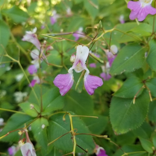 Impatiens balfourii
