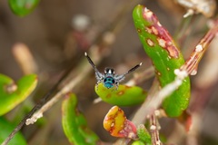 Maratus speciosus