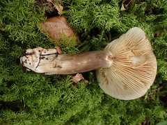 Lactarius picinus