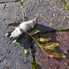 Archilochus colubris