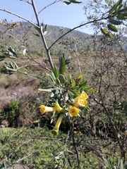 Nicotiana glauca