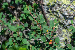 Cotoneaster uniflorus