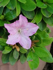Rhododendron