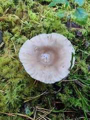 Lactarius vietus