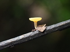 Lanzia luteovirescens