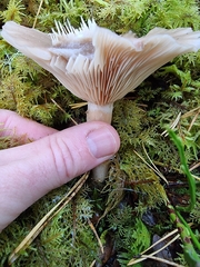 Lactarius vietus