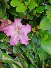 Rhododendron
