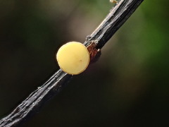 Lanzia luteovirescens