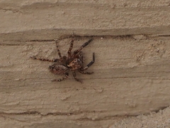 Mexigonus morosus