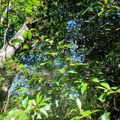 Pterocelastrus rostratus