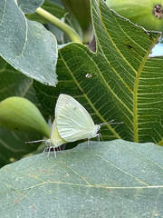 Pieris pseudorapae