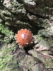 Hemistropharia