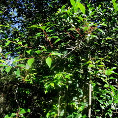 Pterocelastrus rostratus