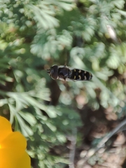 Austroscaeva melanostoma