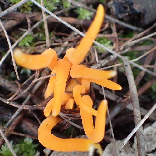 Clavulinopsis luteoalba image