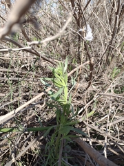 Tessaria absinthioides