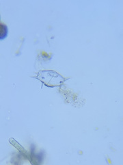 Xanthidium antilopaeum