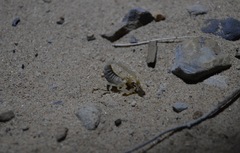 Paruroctonus utahensis