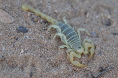 Paruroctonus utahensis