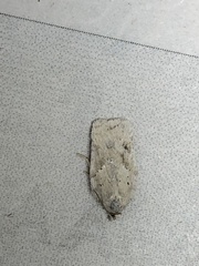 Acleris logiana