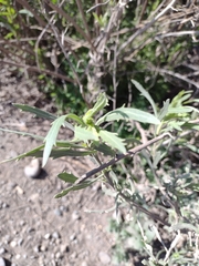 Tessaria absinthioides