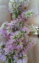 Erica uberiflora