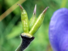 Aconitum degenii