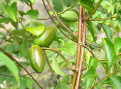 Decalepis hamiltonii