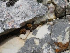 Hypodontium