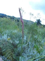 Satyrium neglectum neglectum