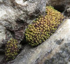 Hypodontium