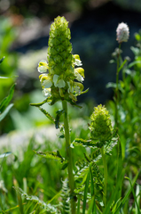 Pedicularis compacta