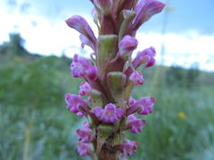 Satyrium neglectum neglectum