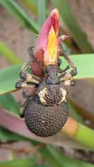 Brachycerus congestus