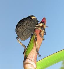 Brachycerus congestus