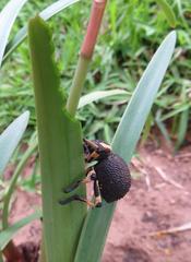 Brachycerus congestus