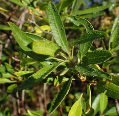 Heteromorpha arborescens arborescens
