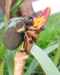 Brachycerus congestus