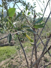 Nicotiana glauca