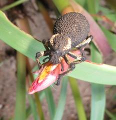 Brachycerus congestus