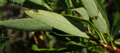 Heteromorpha arborescens arborescens