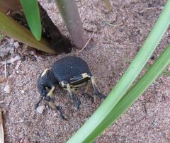 Brachycerus congestus